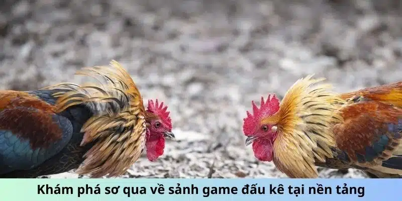 Khám phá sơ qua về sảnh game đấu kê tại nền tảng ABC8