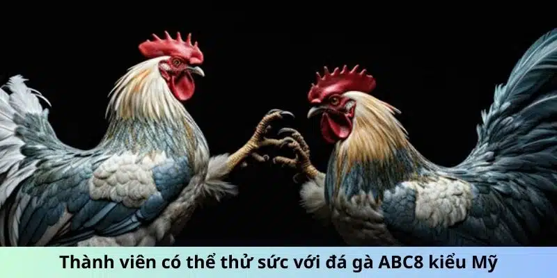 Thành viên có thể thử sức với đá gà ABC8 kiểu Mỹ